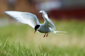 Oiseaux de mer<br>NIKON D4, 500 mm, 1400 ISO,  1/2500 sec,  f : 8 